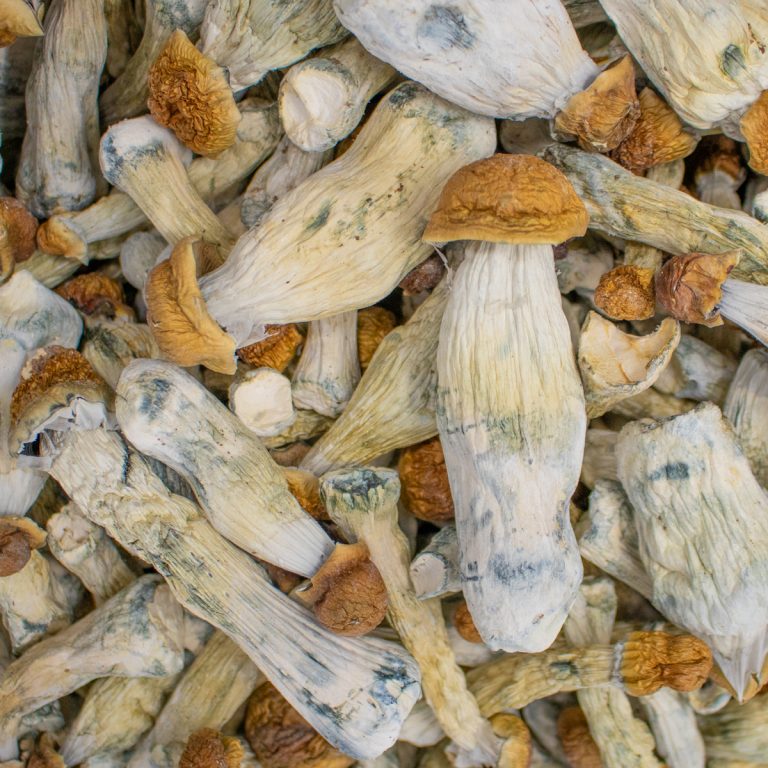 Penis Envy Shrooms - Image 2