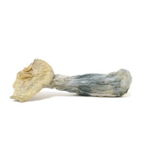 mushroom pierogi