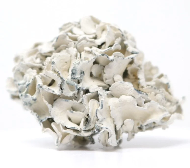 enigma mushrooms