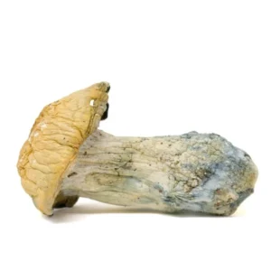 thrasher mushrooms​
