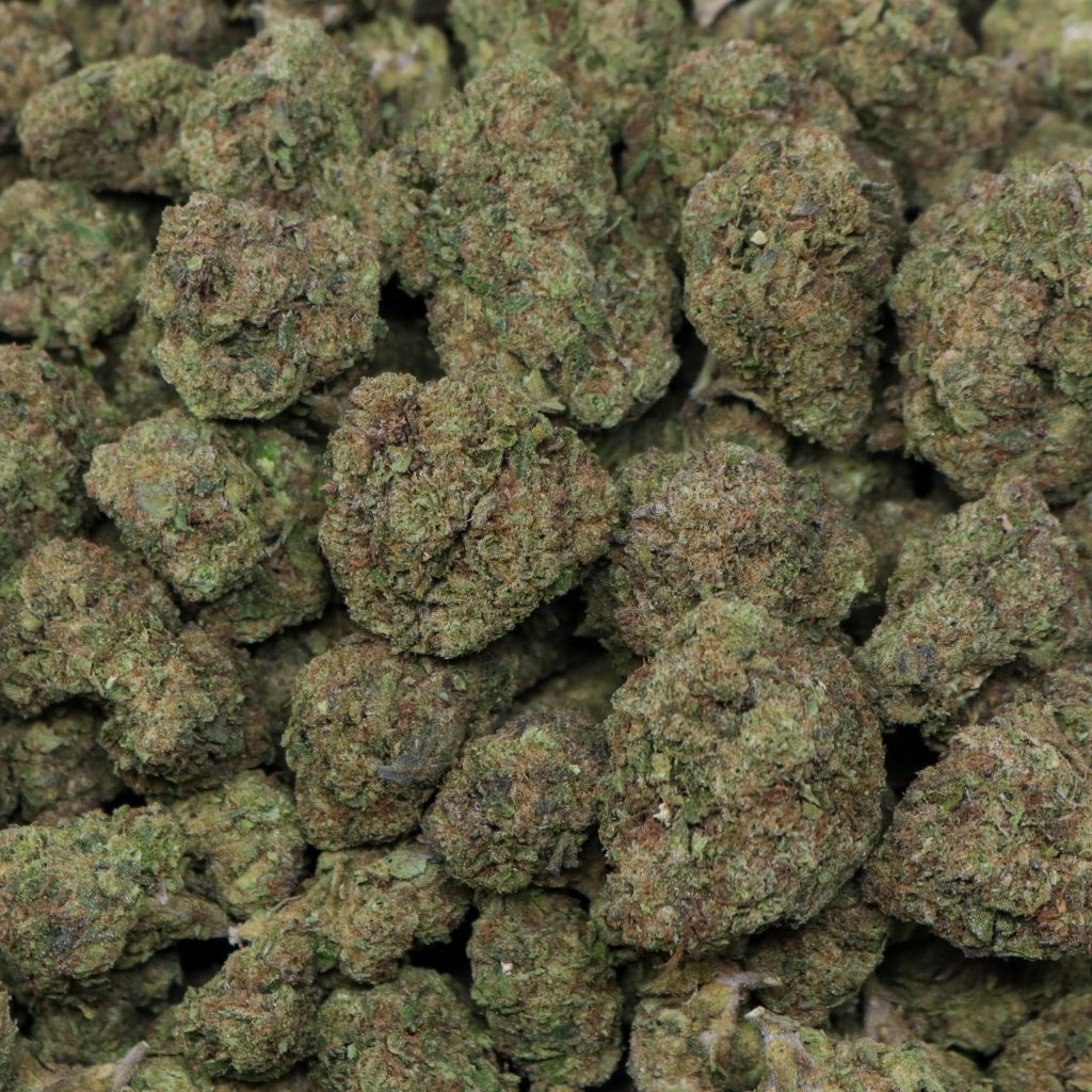 black cherry gelato strain