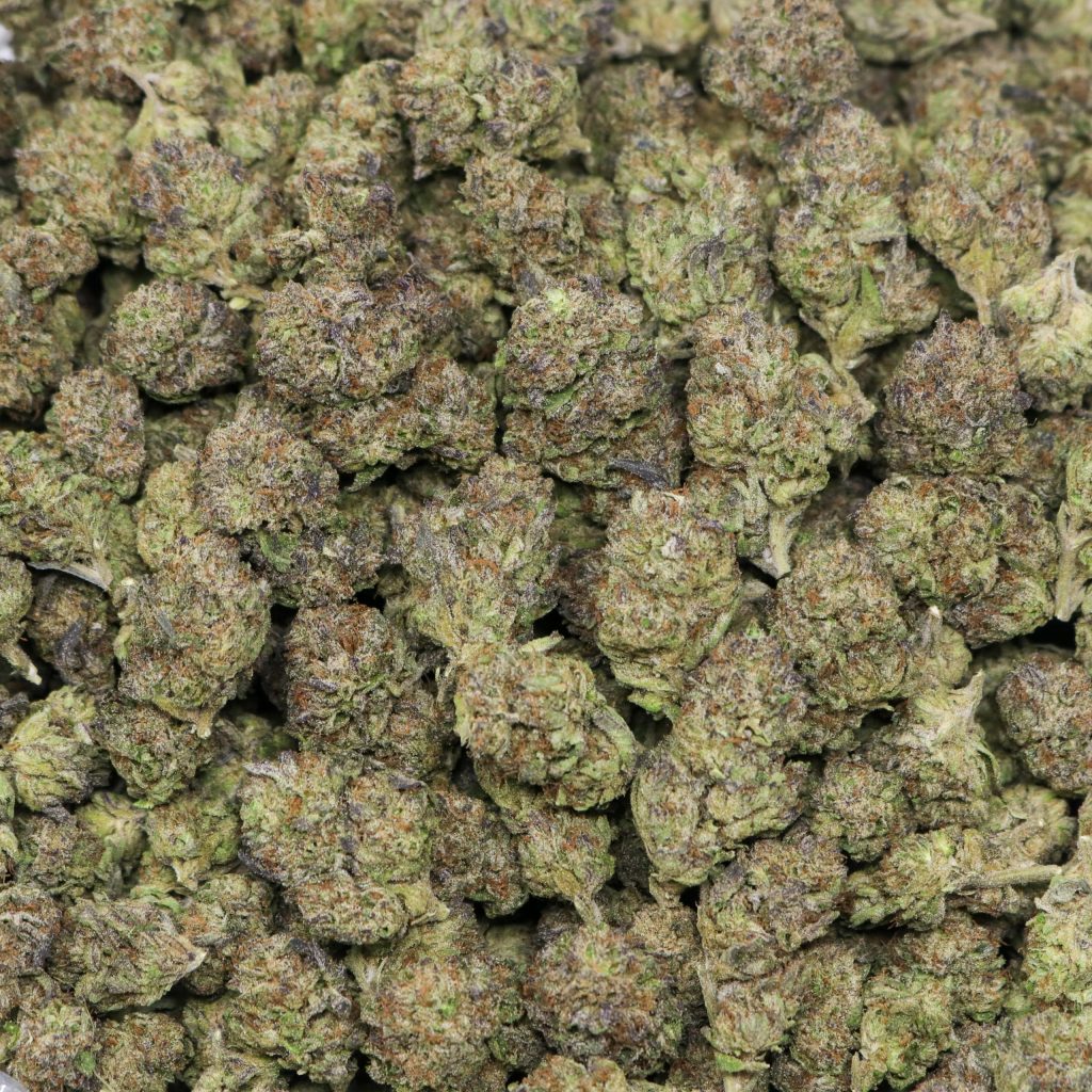 rainbow sherbert strain